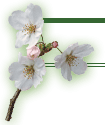 イメージ:桜